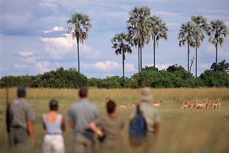 Guests observing a herd of Impala on the Selinda Walking Trail