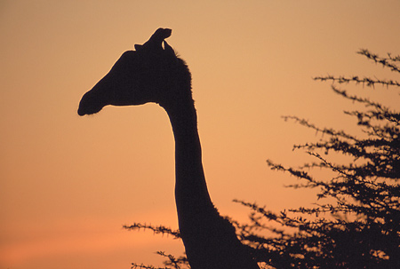 A giraffe profiled against the evening sky 