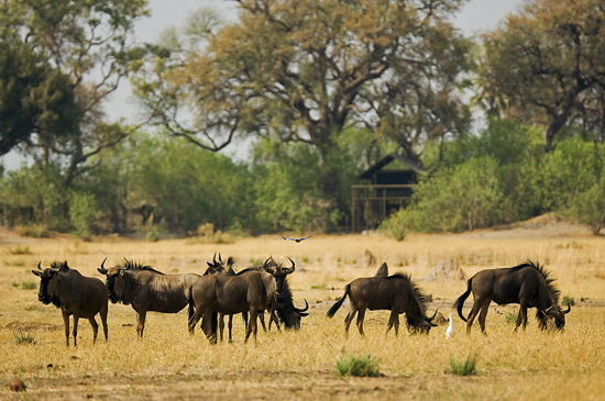 Wildebeests in front of camp