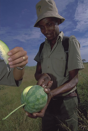The local guides are great instructors; here a guest samples Tsamma Melon