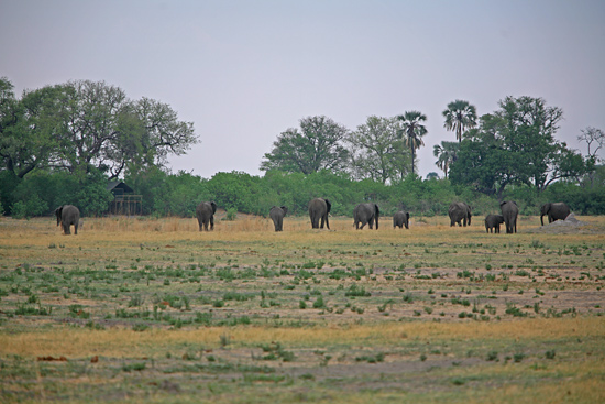Elephants in front of Tshwene Camp