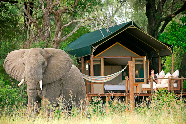Elephant in front of guest tent at Stanley's Camp