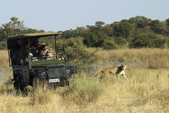 Lioness and Tubu game drive