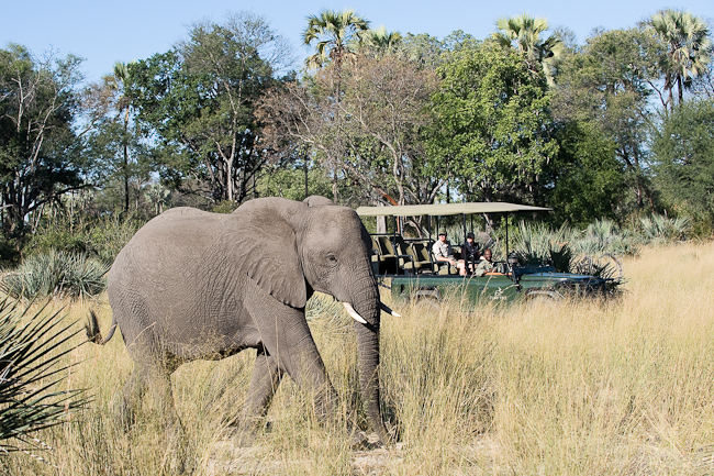 Elephant at Tubu Tree