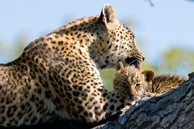 Leopard and small cub at Tubu Tree