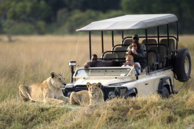 Lions seen on a Vumbura Plains game drive