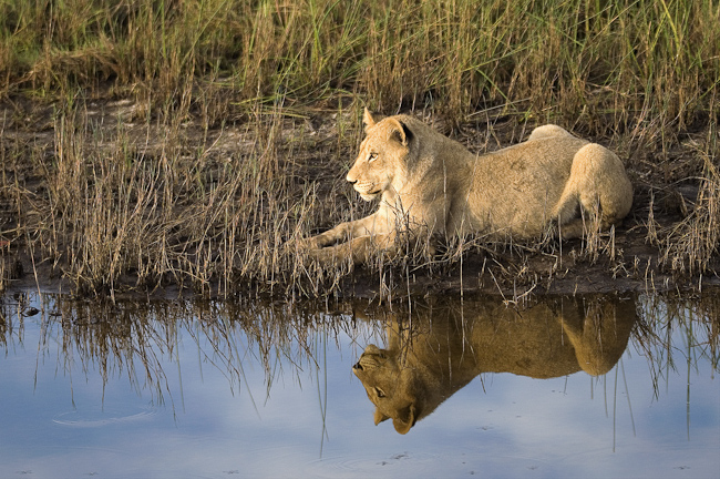 Lion and reflection at Vumbura Plains