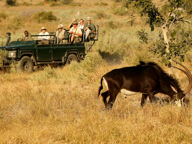 Vumbura is one of the best camps in Botswana to see Sable antelope