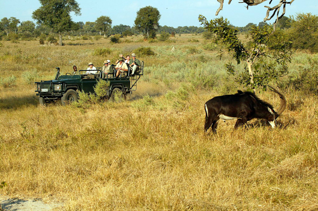 Vumbura game drive and Sable antelope