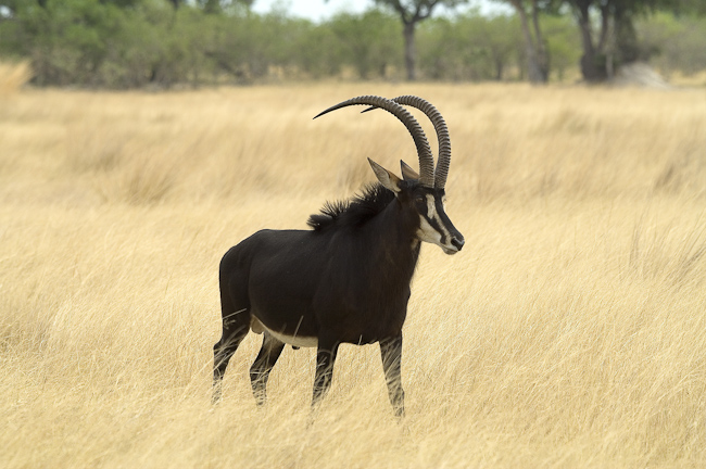Big male Sable antelope at Vumbura