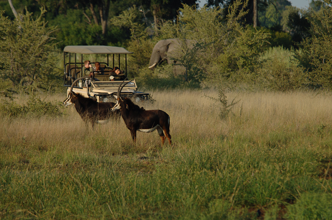Sable antelopes and elephant at Vumbura