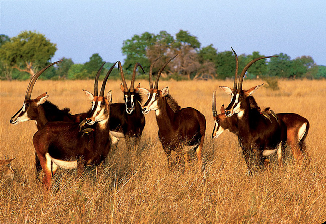 Sable antelopes at Vumbura