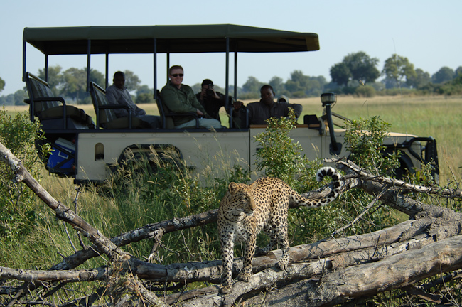 Leopard sighting at Vumbura