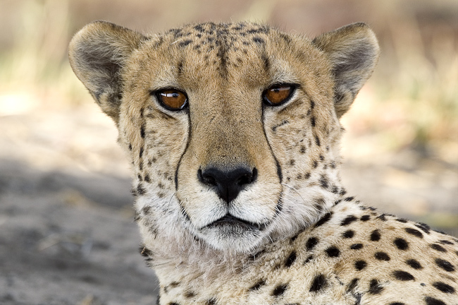Male Cheetah at Vumbura Plains