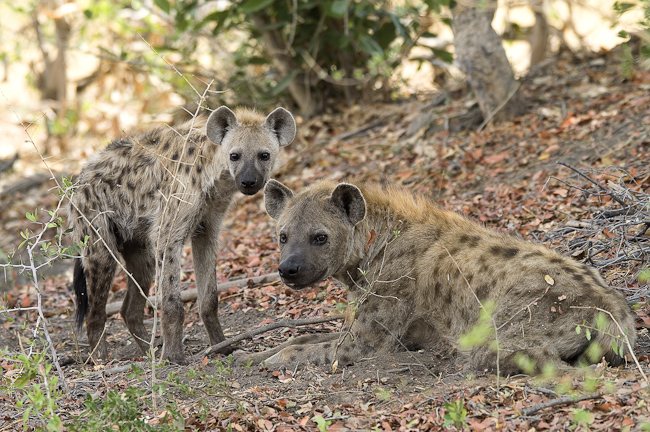 Spotted hyenas at Vumbura