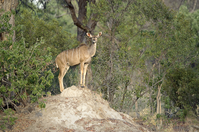 Female Kudu on a termite mound at Vumbura