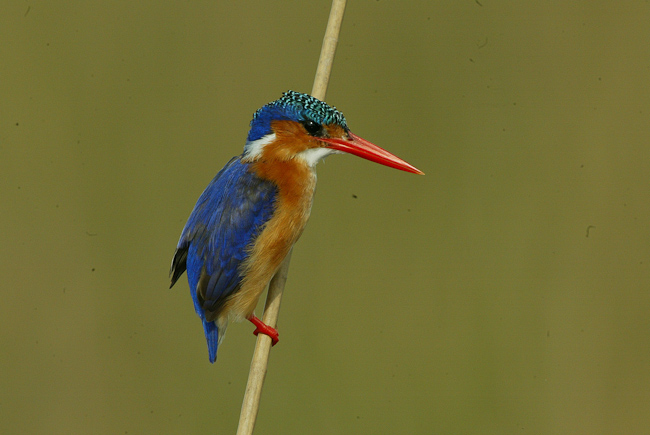 Malachite Kingfishers are common along the water at Vumbura