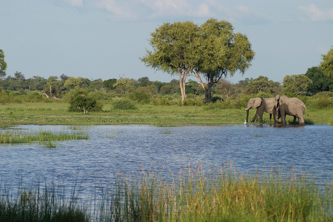 Elephants in Kaparota Lagoon in front of Vumbura Plains