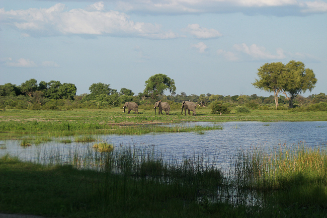 Elephants seen from the deck at Vumbura Plains camp