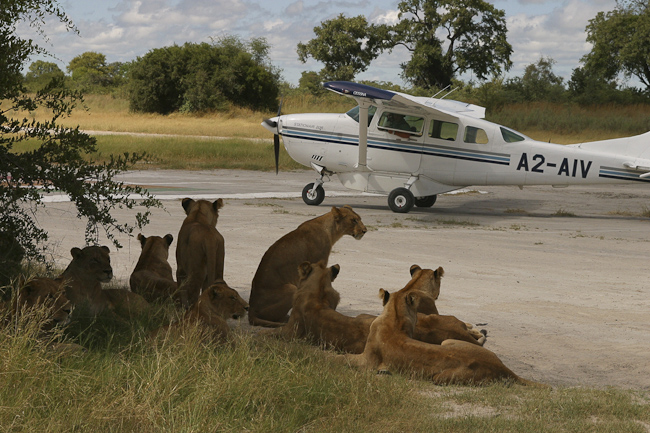 Lion pride on the Vumbura airstrip
