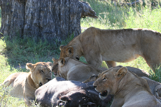 Lions with a buffalo kill