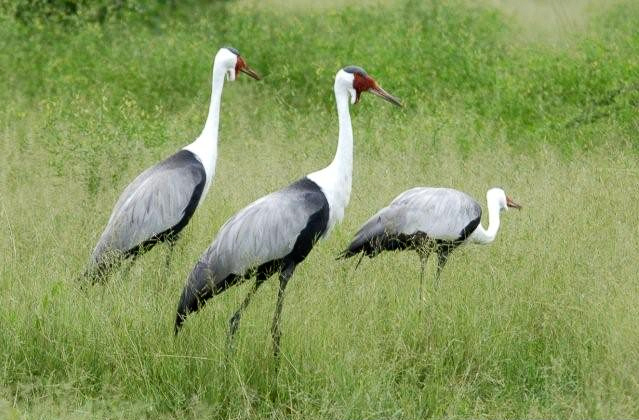 Wattled cranes