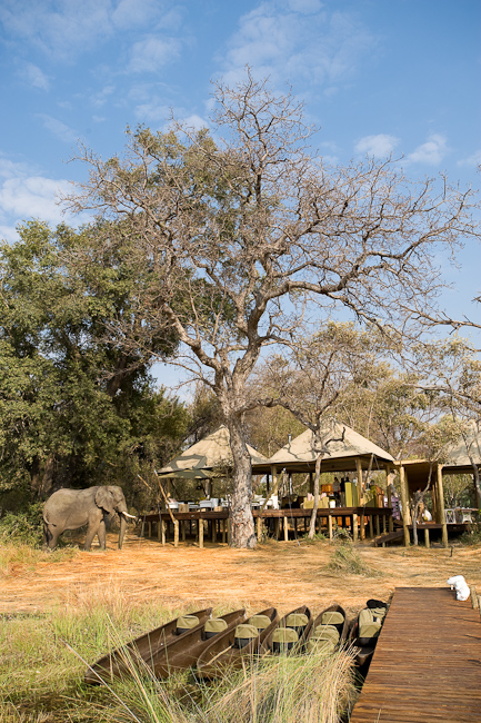 Elephant visits camp