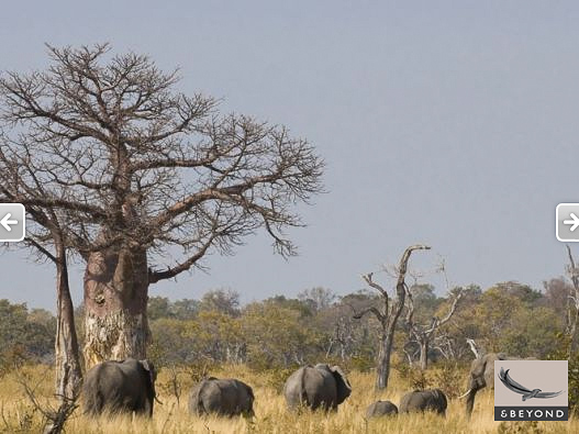 Elephants and Baobab tree