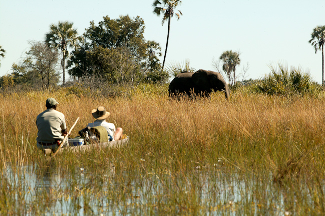 Elephant viewing from mokoro