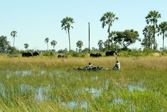Elephants seen by mokoro