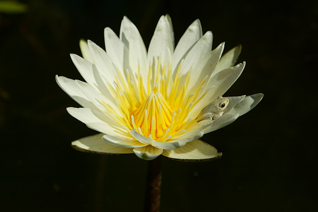 Painted Reed frog on a water lily