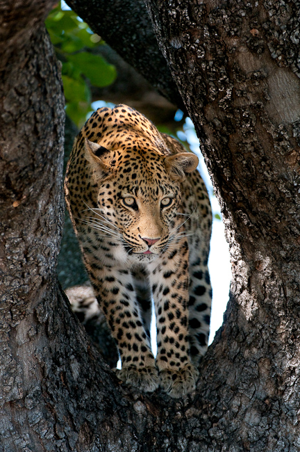 Leopard pose
