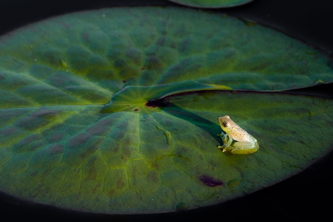 Reed frog on a lily pad