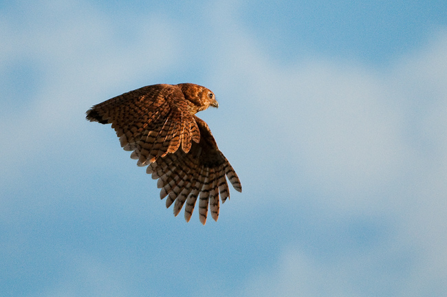 Pel's Fishing owl in flight