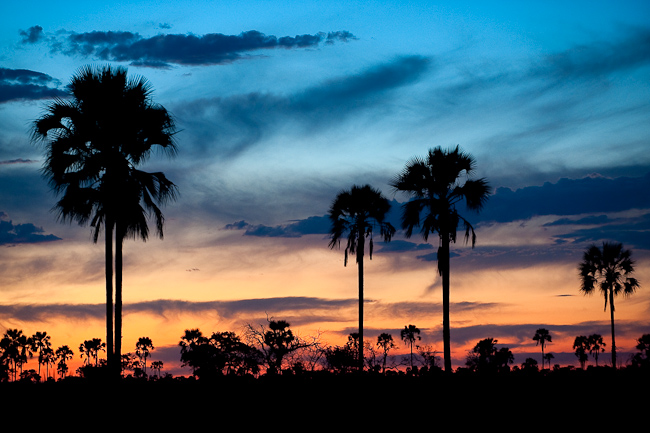 Dusk over the palm trees