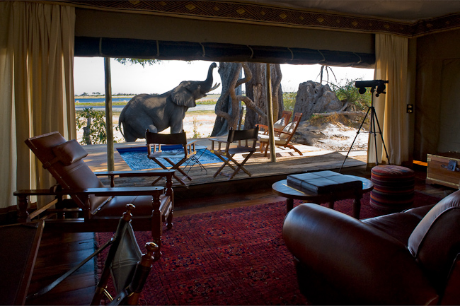Guest tent lounge and elephant
