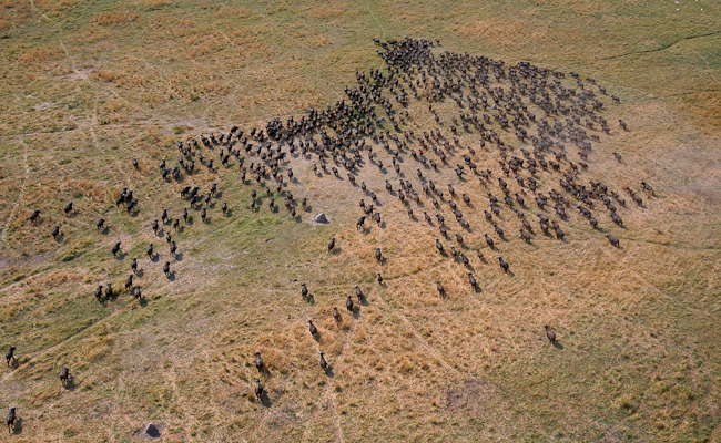 Buffalo herd near Zarafa Camp