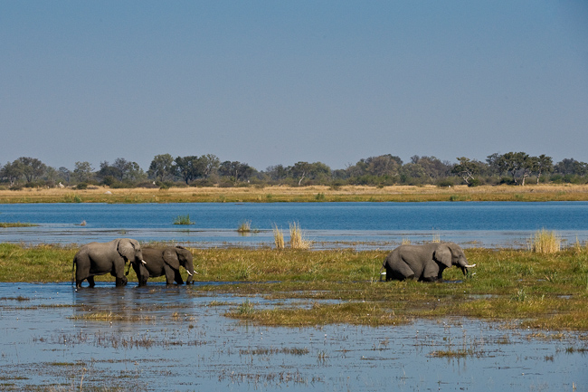 Elephants at Zib Lagoon