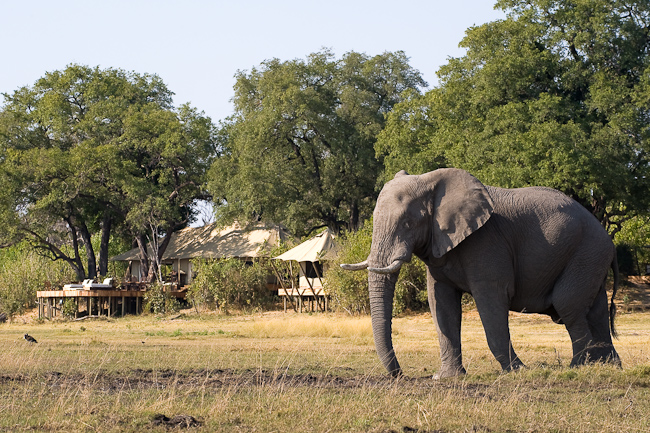 Elephant in front of Zarafa Camp in Botswana