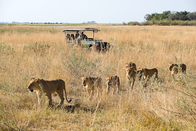 Lion sighting at Zarafa