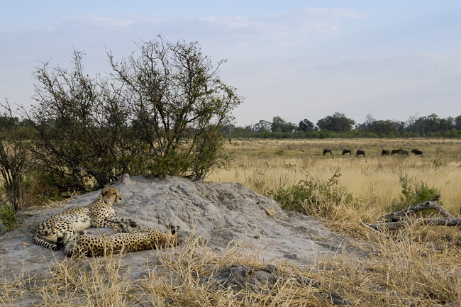 Cheetahs at Zarafa