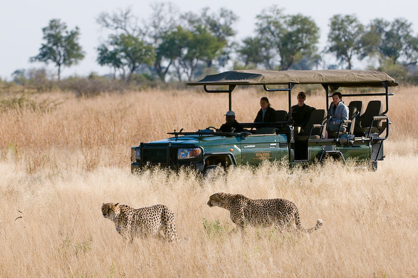 Cheetah sighting at Zarafa