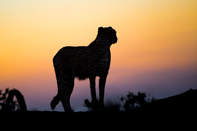 Cheetah silhouette