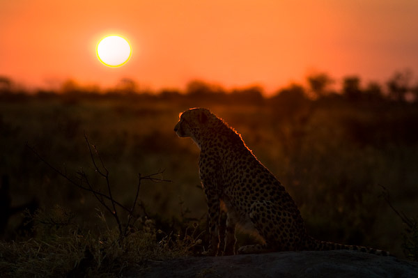 Cheetah at sunset