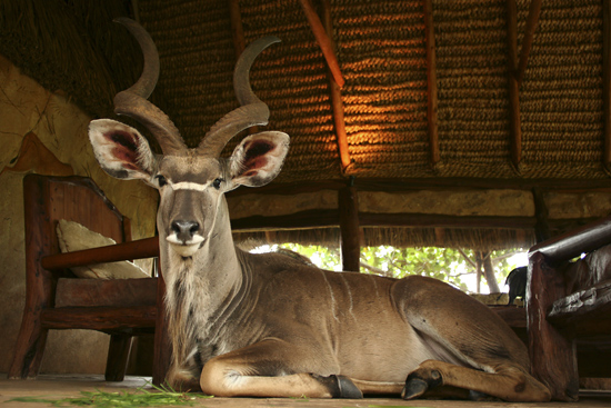 Kudu bull at Borana Lodge