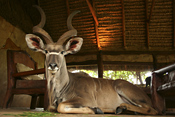 Kudu at the lodge