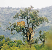 Tree-climbing Lions