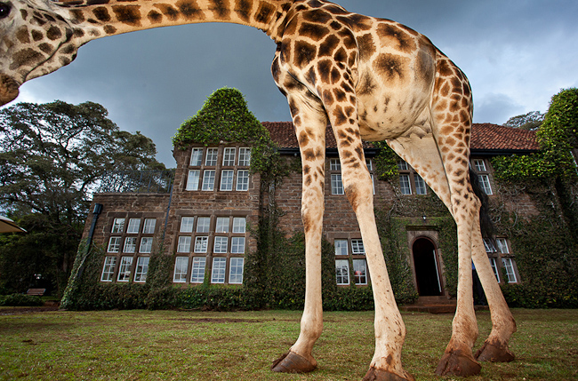 View of Giraffe Manor Exterior with Giraffe visiting Manor