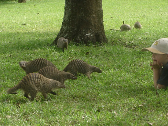 Banded Mongooses in camp