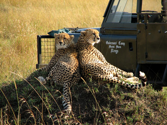 Cheetahs on the Mara